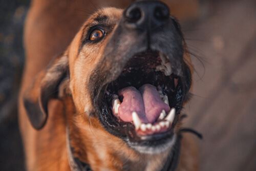 Dog Bite Injury Attorney